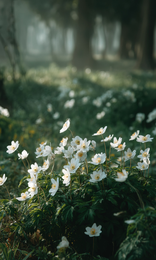 小雏菊