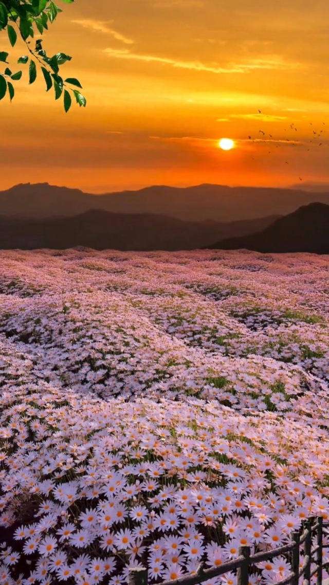第5集 花海